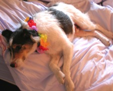A naughty dog in need of a new collar.